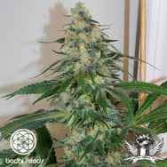 Bodhi Seeds Dream Beaver